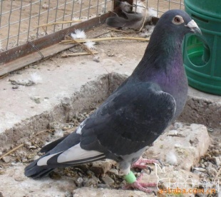 ӣ