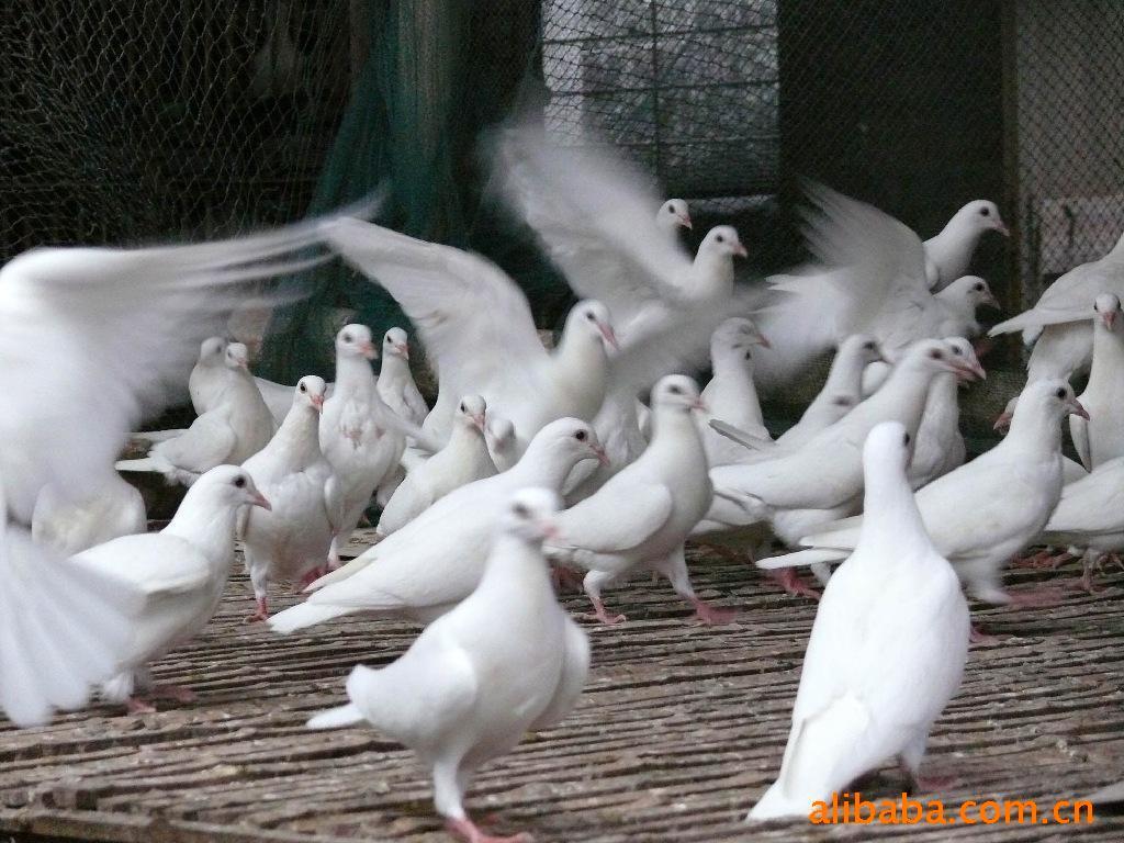 룬룬ָ룬ֳ