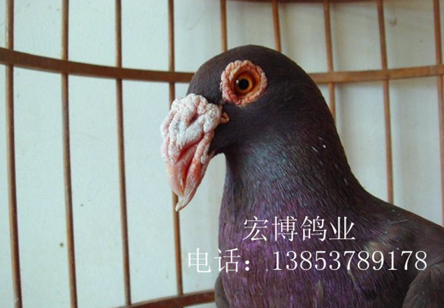 ۴Ԫ͸
