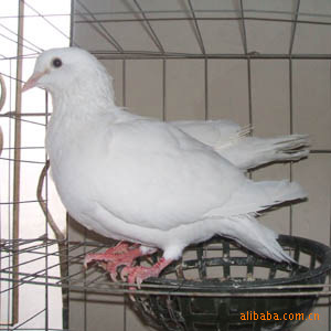 Ʒ