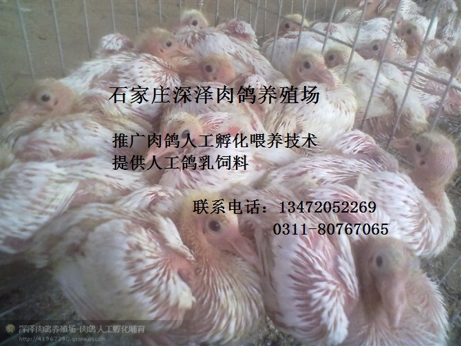 ˹̽׸飬˹ϣ