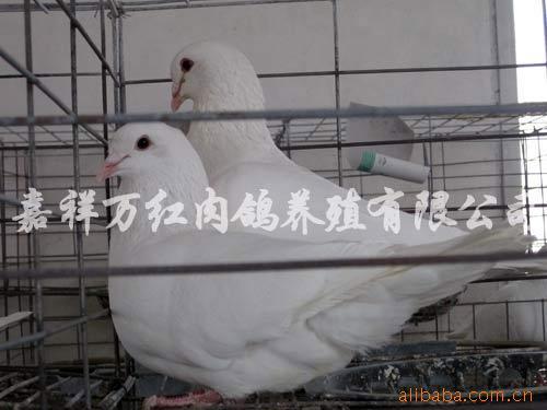 ޹˾ָ