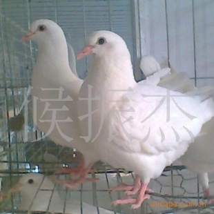 ʮʶŸ
