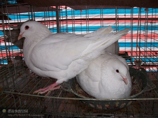 ŽԴ룺Ӫֵߣڸкõİ롣