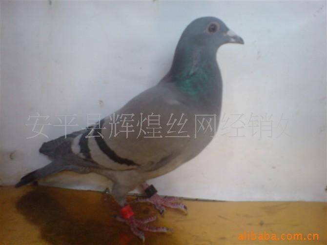 信鸽,天落鸽,肉鸽,幼鸽