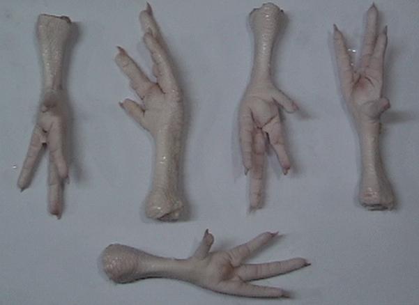 ڼצ