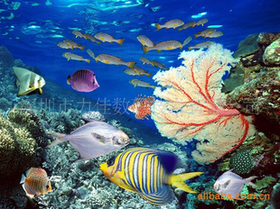 3D立体卡,3D立体卡厂,3D立体卡厂家
