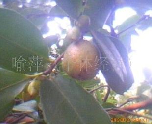 ǿ(徭Ӫ)jiangyushanmao