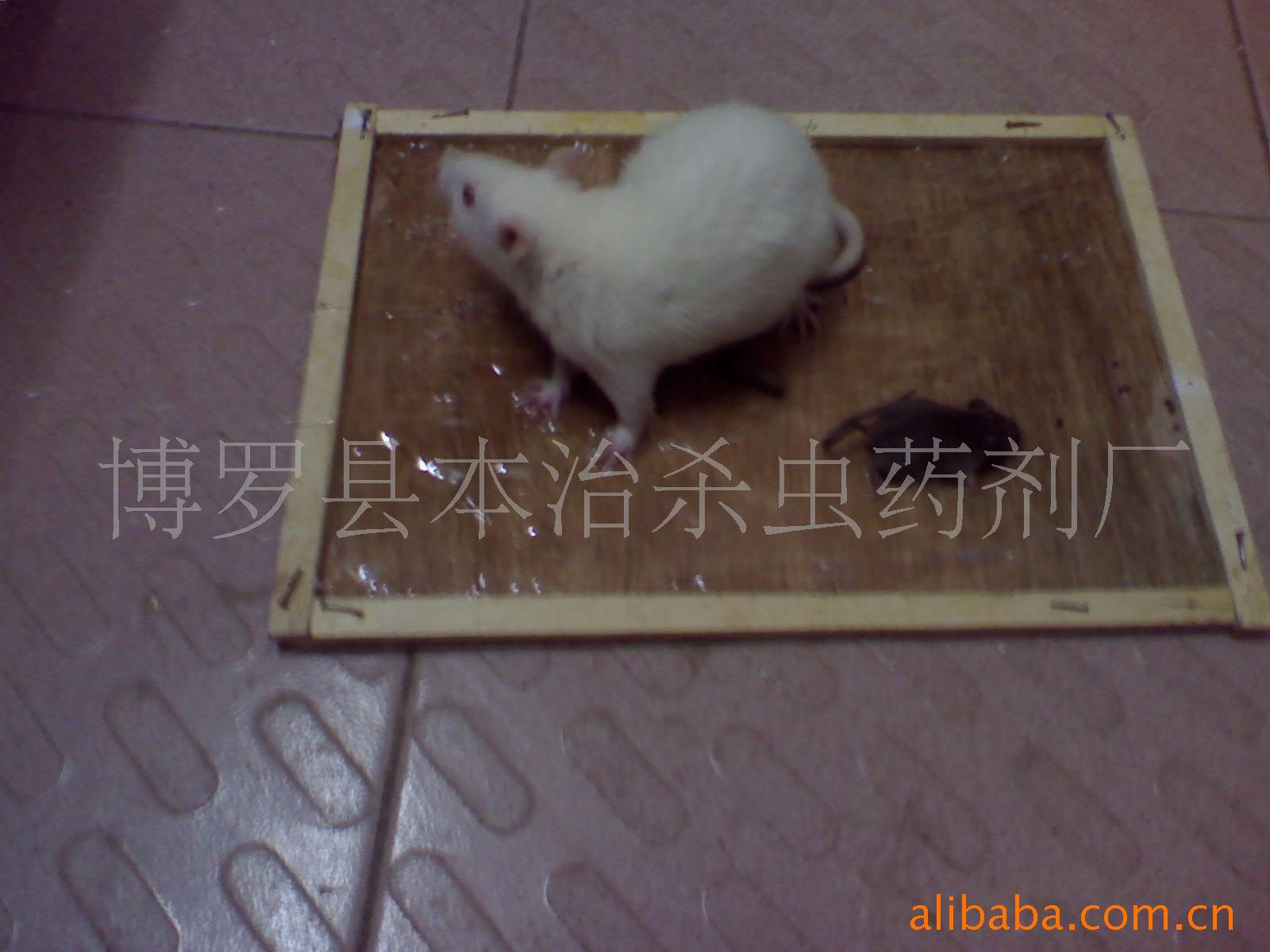 ǿճ壨03