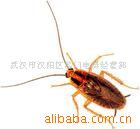 批发灭德国小蠊、灭顽固小蟑螂、高灭蟑螂