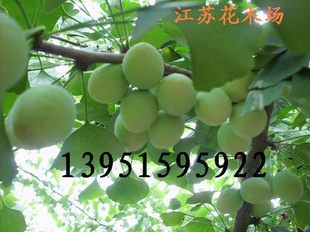ձ׹ӹ