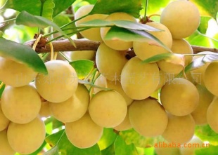 Ӱ׹Żݡ