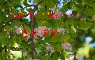 绿食品:银杏(白果)