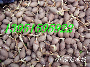 ձӹʳֲ.....