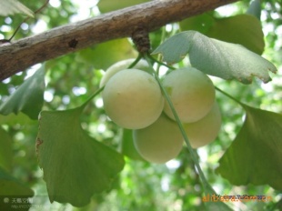 ӹ׹