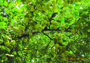Ӱ׹