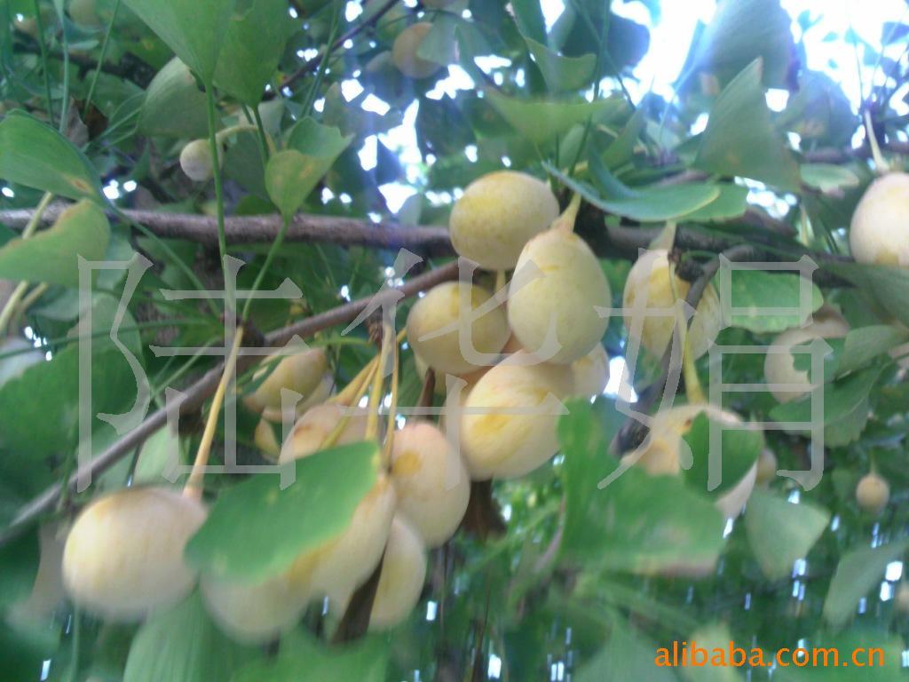 泰兴大白果,银杏(图)