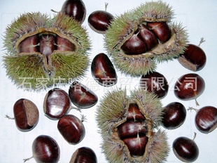 ǨֹɹڣӭϿͻǢ̸