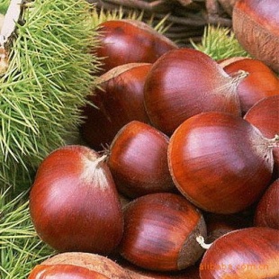 ϸزʰ