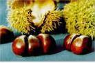 ζҰڸк¼ڰ