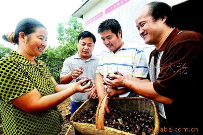保鲜板栗何必东奔西跑-请到颜集板栗园买物美价廉