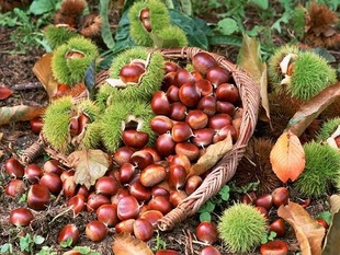 ڼְʰ