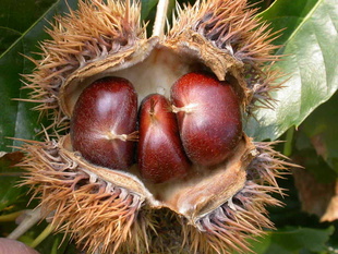 ڼʰ