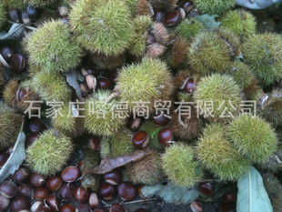 ṩǨеɽ,ӭϿͻǢ̸