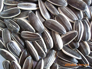 ӣͿ50095135,ڣֱ