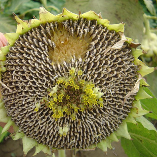 ڽóѹֱزŹ