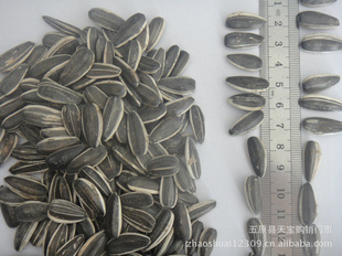 ɹſInnerMongoliatopqualitysunflowerseeds