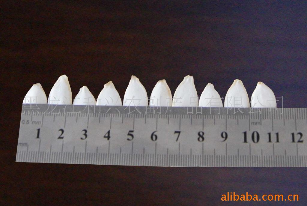 ѩ׹11MM