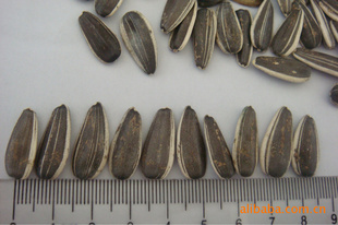 ڼ5009