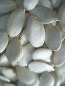 ڼѩ׹owpumkinseeds