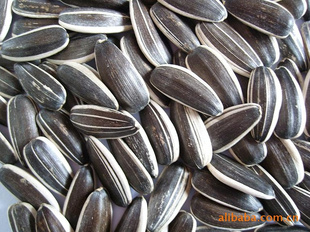 ֻڼ5009