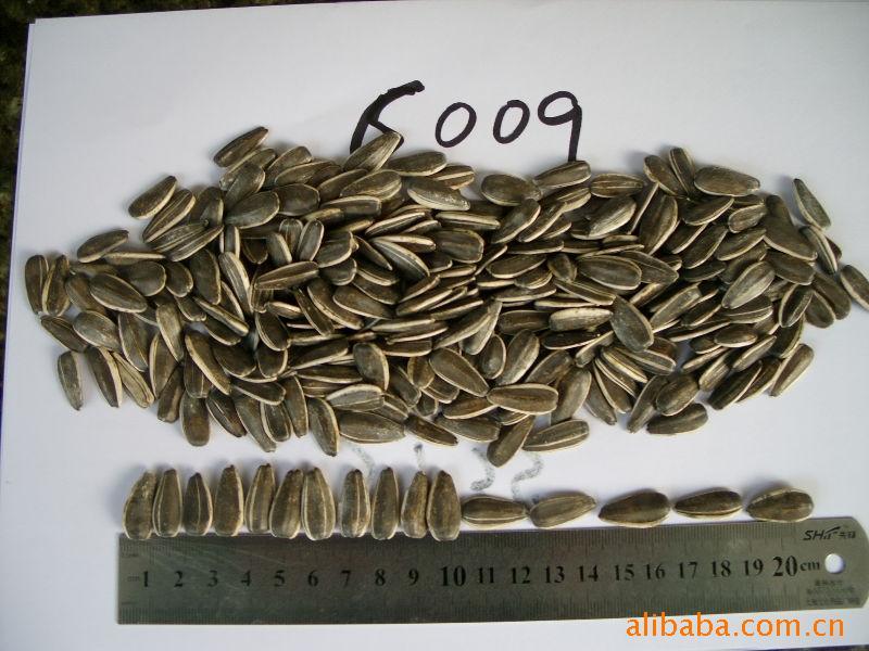 6009#