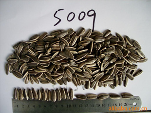 5009ڼѣϵ