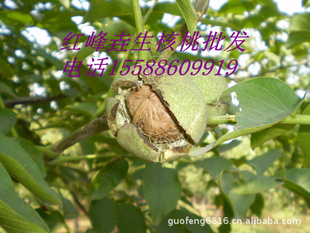ɽɽغңֱ۸͡ӭǰ