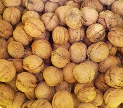 ز¤ҰƤҺ㱥޺