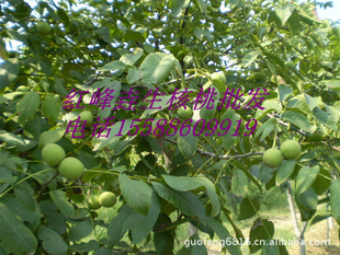 ֱҡ2012ºУӭ……