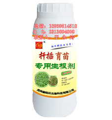 ǤǤ֣369