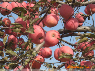 ¶лˮܿǾƻлЧҶ