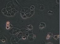 VectorL-fucoseS-9007