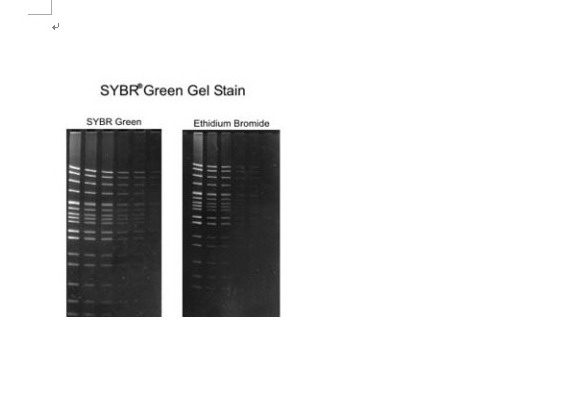 SYBRGreenIȾ(Ӿ)