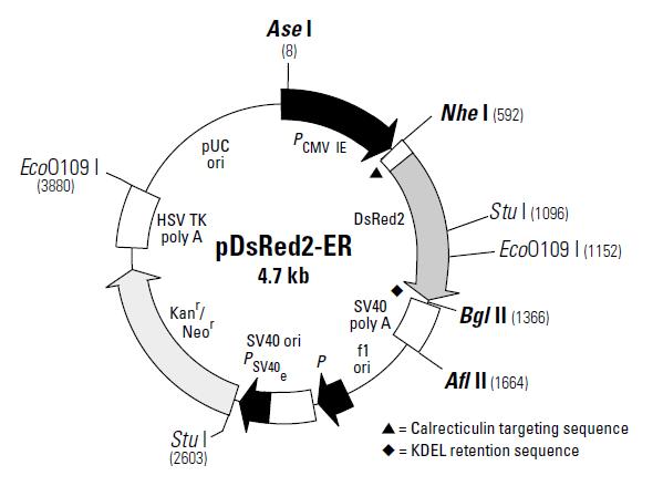 pDsRED2-ERӫ⵰ױ