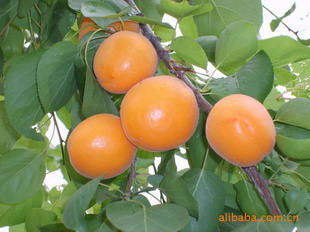 ޹Ӫȫ