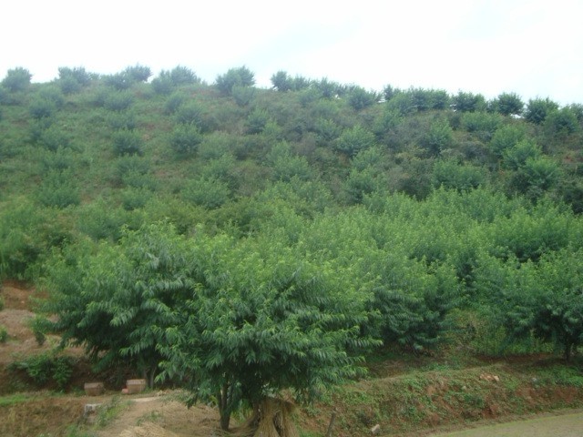 Դƺ