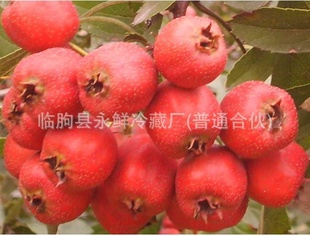 ɽ髣ǿθɽ髣ӭϿͻѯ