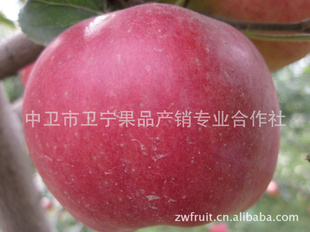 ƻţƷװ