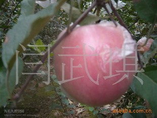 츻ʿڸӪḻ